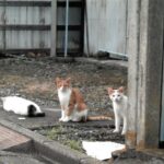 14302_765_sub5