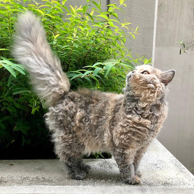 【日本最大級のねこ写真パネル＆グッズ展「ねこにすと」】「ねこにすと３７〜シブ猫篇〜」＋いぬ写真パネル展「いぬにすと〜シブ犬篇〜」　渋谷マルイにて開催します！のサブ画像3