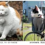 14302_817_sub2