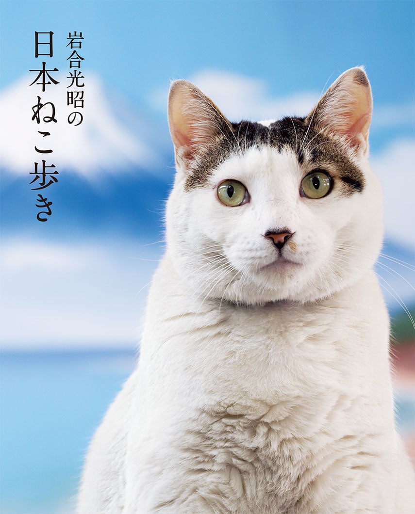 動物写真家 岩合光昭の新作写真展「岩合光昭の日本ねこ歩き」が8月2日より札幌三越、8月3日より新潟伊勢丹で開催！のサブ画像3