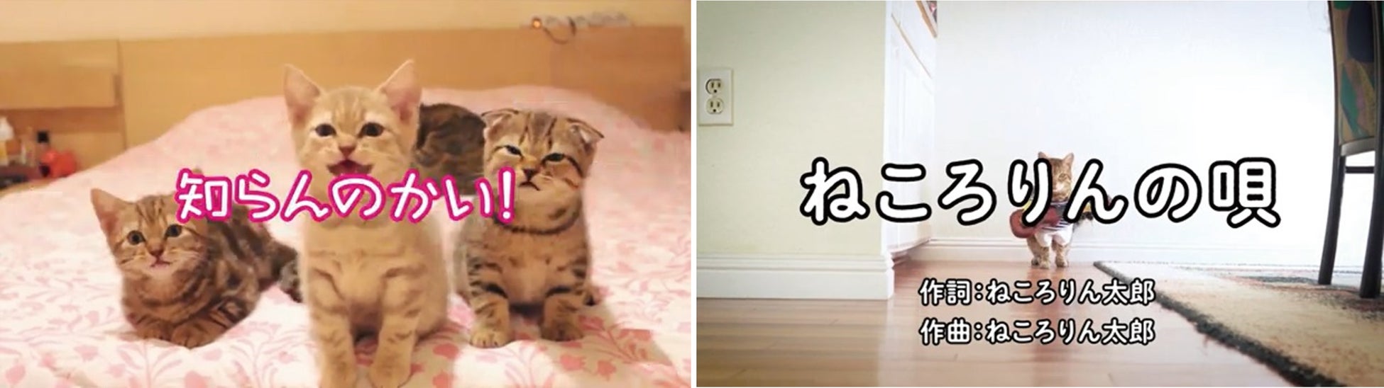 12匹のねこちゃんがメガネになっちゃった！？ ねこ好きにはたまらにゃい至福のメガネ『ねころりんシリーズ』新プロモーションを2月10日（金）よりスタート！のサブ画像9