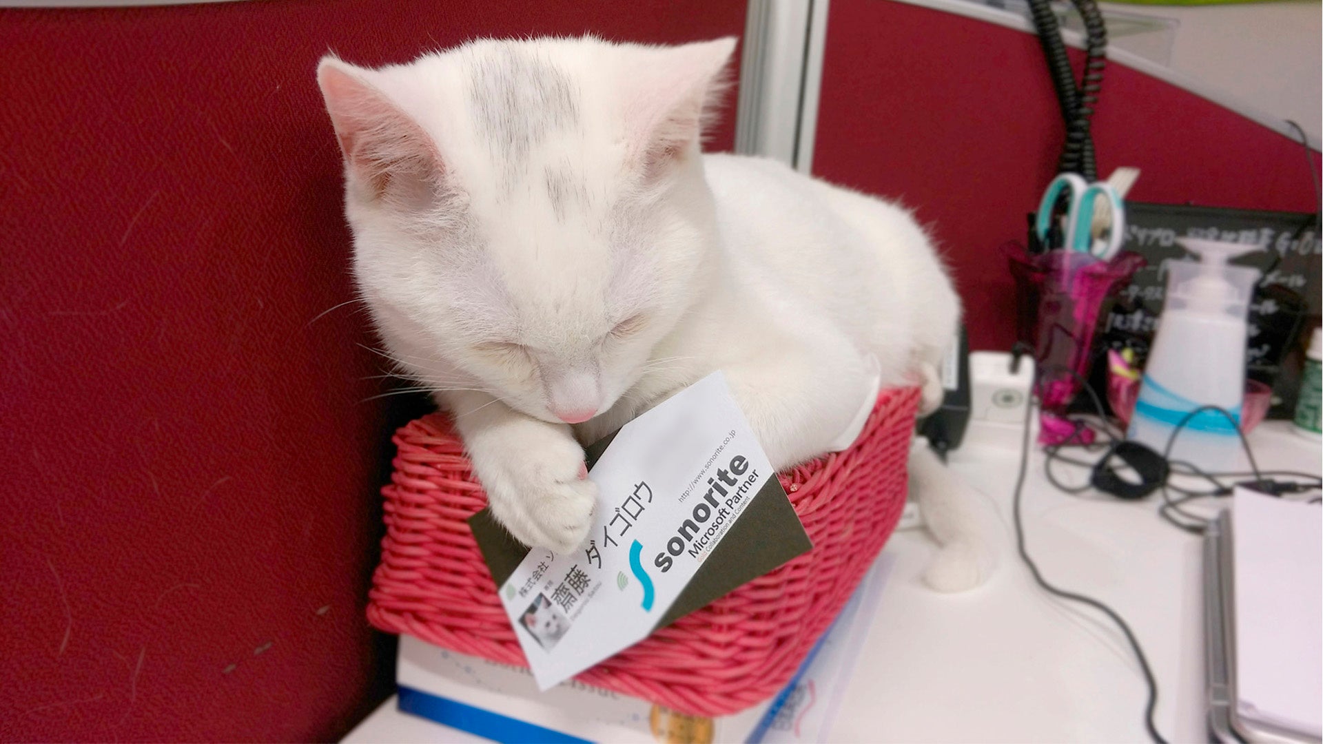期間限定！ねこ専務がサイトをジャック！のサブ画像1