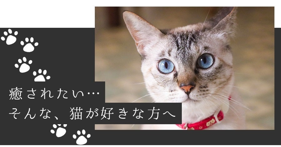 愛らしい猫型のフォルムと、とろふわな手触りを実現して昨年話題になった商品「蓄熱式 電気湯たんぽ にゃたんぽ」に2023年の新色グレーが加わり、mottole（モットル）より発売。のサブ画像10