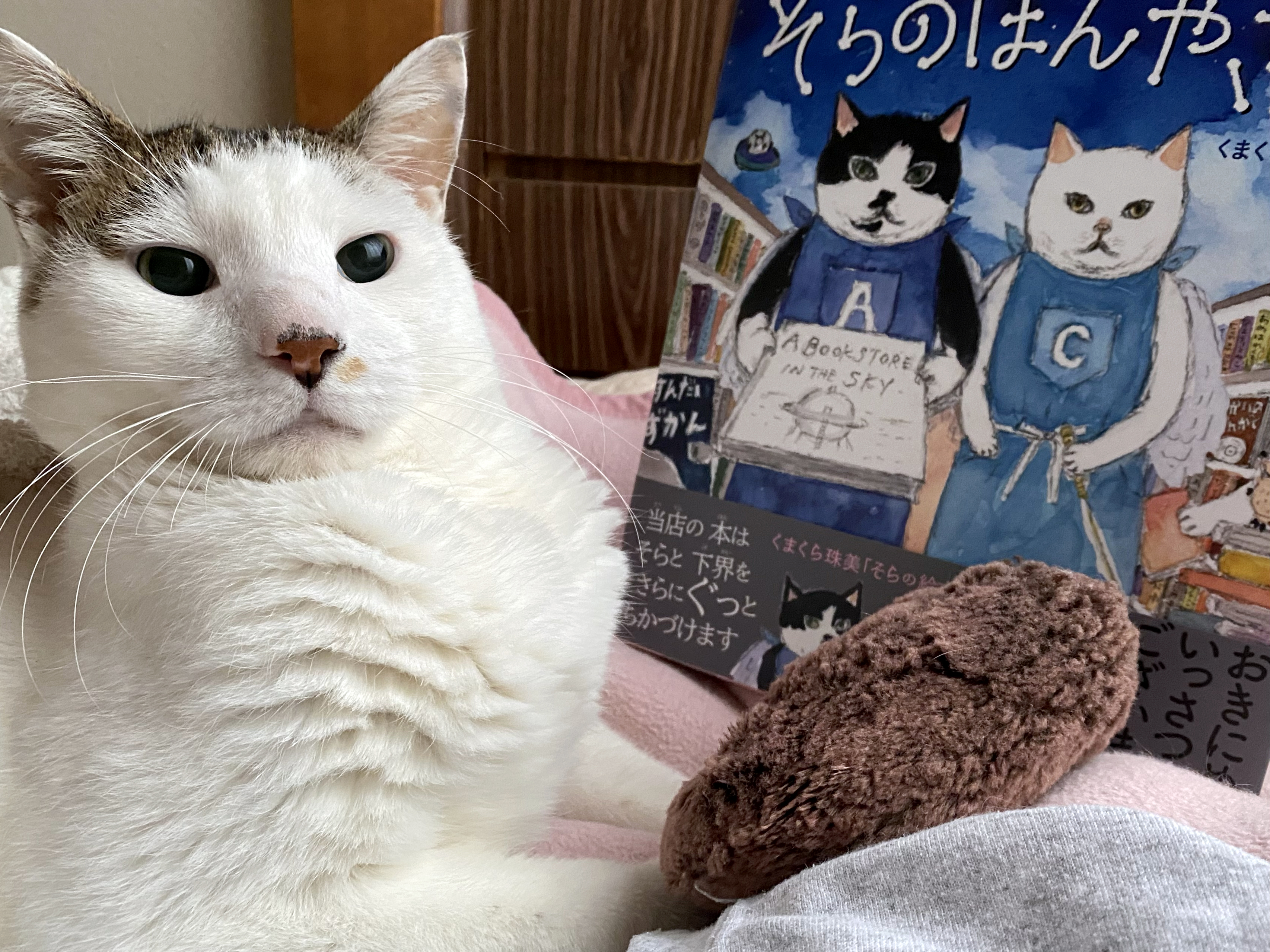 人気猫絵作家・くまくら珠美最新刊。だれかと だれかを つなぐ「本」が揃った『そらのほんやさん』発売＆原画展・SNS企画・フェア開催のお知らせのサブ画像6