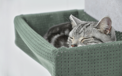 マグネット脱着式キャットウォール「猫壁」より上質な肌触りで愛猫をやさしく包み込む新パーツ「ハンモック」発売のサブ画像2