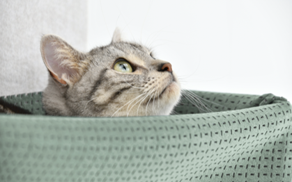 マグネット脱着式キャットウォール「猫壁」より上質な肌触りで愛猫をやさしく包み込む新パーツ「ハンモック」発売のサブ画像4
