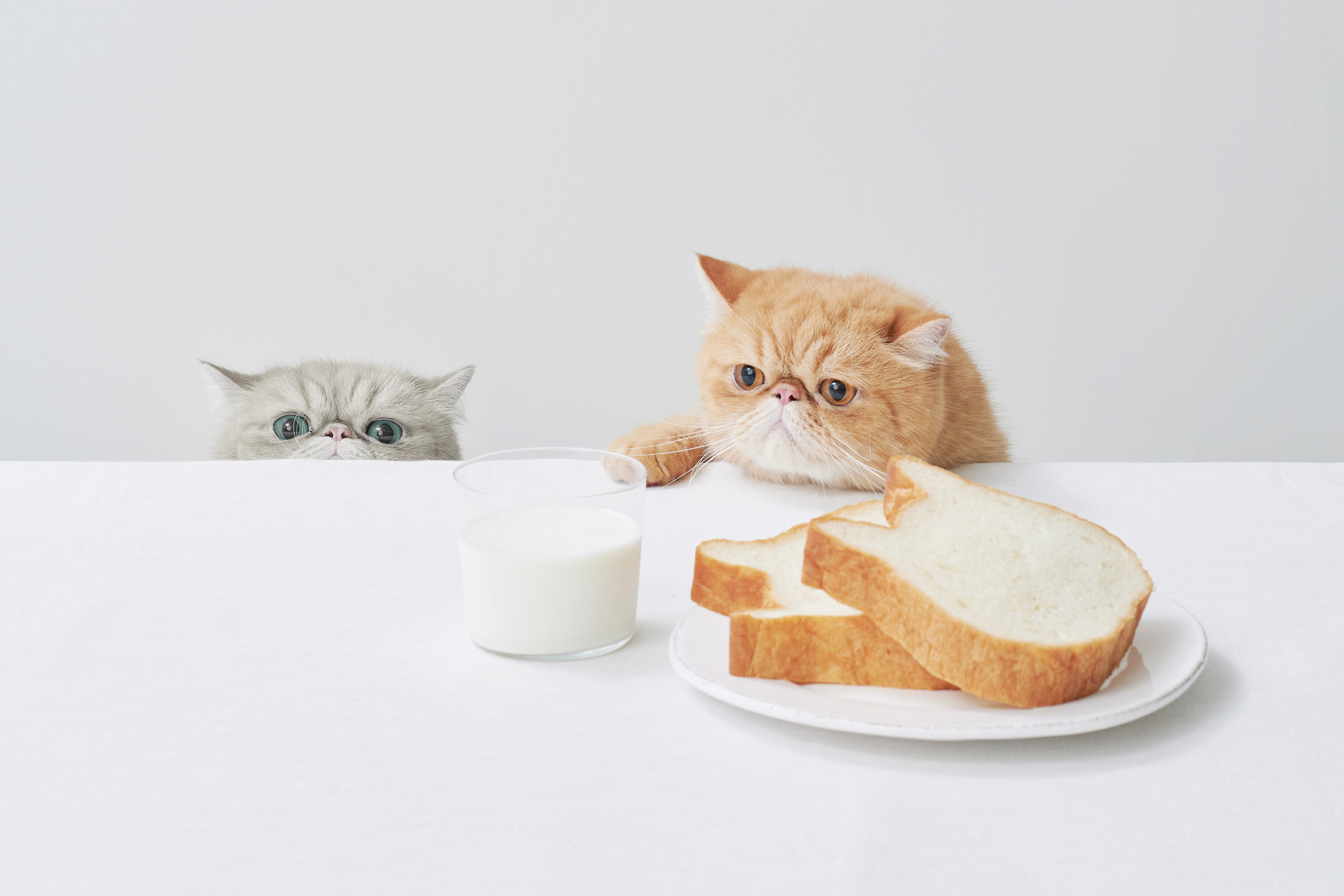 『ねこねこ食パン』がより“しっとり食感”になってリニューアル！リニューアルを記念し、コクのある練乳クリームを塗った注目の新商品『ねこねこクリームボックス』が期間限定で新発売！のサブ画像10