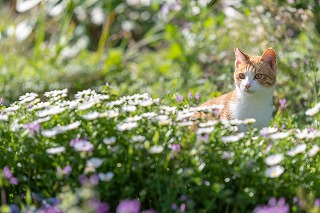 【深島ねこ図鑑＆ねこ図鑑デジタル発売！】島ねこの支援＆深島をもっと！楽しめる書籍とツールの販売がスタートしました【島民11人の島】のサブ画像4