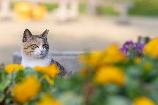 【深島ねこ図鑑＆ねこ図鑑デジタル発売！】島ねこの支援＆深島をもっと！楽しめる書籍とツールの販売がスタートしました【島民11人の島】のサブ画像5