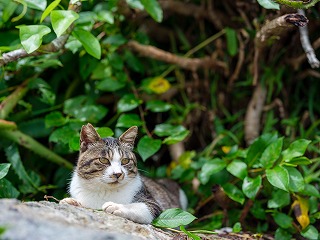 【深島ねこ図鑑＆ねこ図鑑デジタル発売！】島ねこの支援＆深島をもっと！楽しめる書籍とツールの販売がスタートしました【島民11人の島】のサブ画像7
