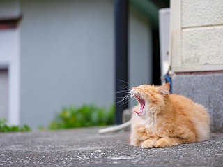 【深島ねこ図鑑＆ねこ図鑑デジタル発売！】島ねこの支援＆深島をもっと！楽しめる書籍とツールの販売がスタートしました【島民11人の島】のサブ画像8